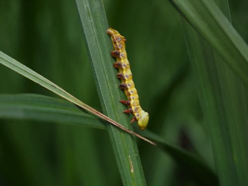 Réf. 206 262 : Pheosia tremula